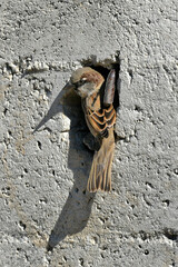 Haussperling // House Sparrow (Passer domesticus)