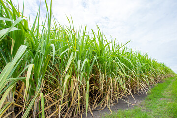 Fototapeta premium Sugarcane in the farmer's fields waiting to be harvested to the sugar factory, raw material for the sugar factory.