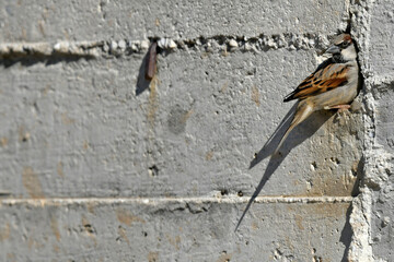 House Sparrow // Haussperling (Passer domesticus)