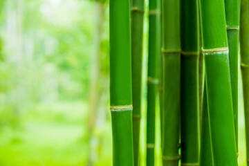 bamboo forest, photo for background Fresh nature and spa concept