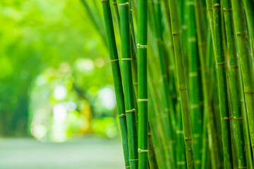 beautiful green bamboo trunk for making background There is a space for entering text messages.