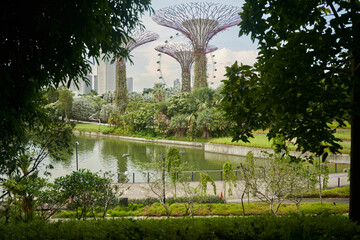 Beautiful natural view of Super tree park and water lake Singapore. Green plants and trees one of...