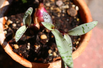 Scilla Violacea Cebulica fiołkowa