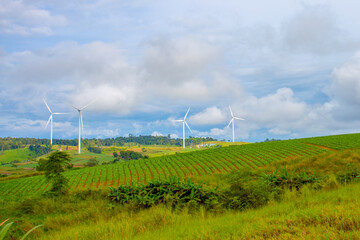 Wind farms for generating electricity, a clean alternative energy that does not cause pollution and...