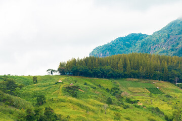 pine forest on the top of the mountain