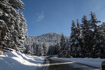 White winter spruces in snow on a frosty day.