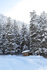 White winter spruces in snow on a frosty day.