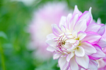 日本の秋の音連れ　町田ダリア園にて