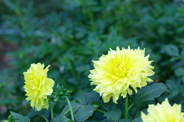 日本の秋の音連れ　町田ダリア園にて