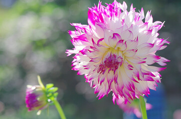 日本の秋の音連れ　町田ダリア園にて