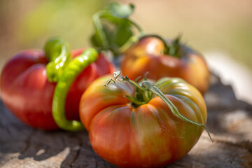 Natural organic new crop tomatoes