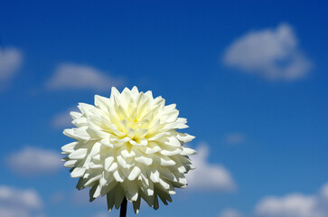日本の秋の音連れ　町田ダリア園にて
