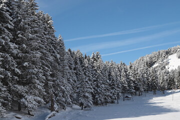 White winter spruces in snow on a frosty day.