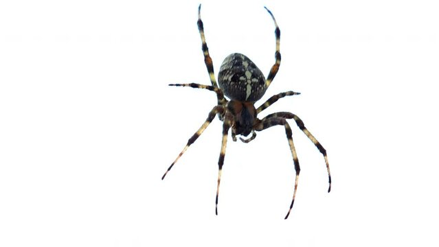 A scary spider with a cross on its back is waiting for dinner, the spider bites, but it is not poisonous to humans, the spider is waiting for insects