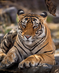 Naklejka na ściany i meble ranthambore wild male bengal tiger extreme close up Fine art image or portrait at ranthambore national park or tiger reserve rajasthan india - panthera tigris tigris
