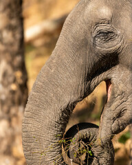 wild asian elephant or young tusker or Elephas maximus indicus eating grass in his trunk at dhikala...
