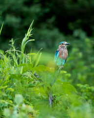 Indian roller or Coracias benghalensis bird habitat in monsoon green season at forest of central india asia