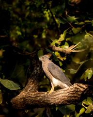 Shikra or Accipiter badius or little banded goshawk bird portrait perched in natural light and shadow in winter season during outdoor wildlife safari at ranthambore national park rajasthan india asia