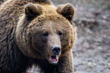 Fototapeta na wymiar Wild Brown Bear (Ursus Arctos) portrait in the forest. Animal in natural habitat