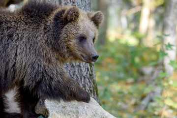 Fototapeta premium Wild Brown Bear (Ursus Arctos) portrait in the forest. Animal in natural habitat