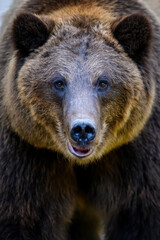 Wild Brown Bear (Ursus Arctos) portrait in the forest. Animal in natural habitat