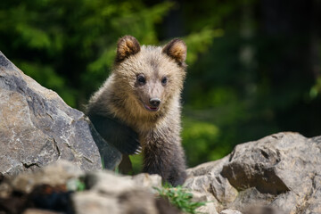 Baby brown bear cub in the forest. Animal in the nature habitat