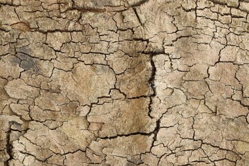 tree bark textures background, top view wooden plank panel