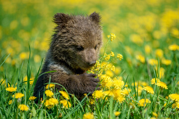 Young brown bear cub in the meadow with yellow flowers