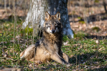 Wolf in autumn forest. Wildlife scene from nature. Animal in the natural habitat