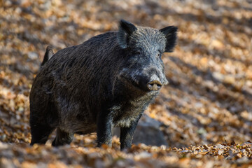 Two wild boar in autumn forest. Wildlife scene from nature
