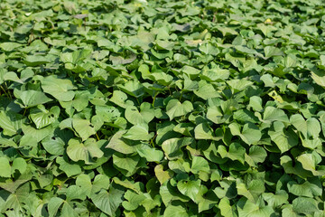Ground covered with green leaves. background.