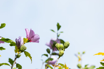  Hibiscus syriacus, Common names include the rose of Sharon.