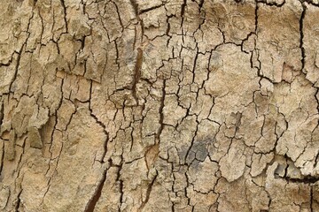 tree bark textures background, top view wooden plank panel