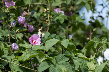  Hibiscus syriacus, Common names include the rose of Sharon.