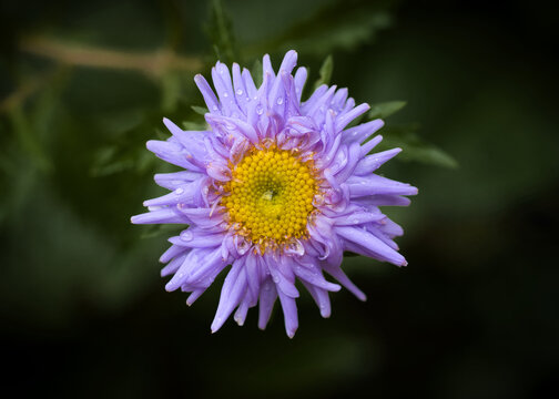 Gartenaster