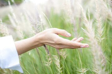 Close up view  of beautiful female hand touching fountain grass growing in blooming  countryside meadow. women's hand touching and enjoying beauty white and green fountain grass. Nature concept.
