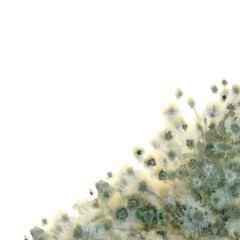 Abstract background of green branches of a Christmas tree, grass, sea, fresh leaves. For menus,  cards, invitations, banners, borders, corners. The elements are isolated on a white background.