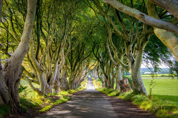 Dark Hedges - romantic, majestic, atmospheric, tunnel-like avenue of intertwined beech trees, planted in the 18th-century in Northern Ireland. View down the road through tunnel of trees. - obrazy, fototapety, plakaty
