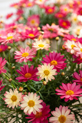 Obraz premium マーガレット シンプリーコーラル３