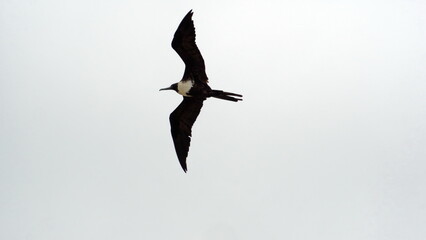 Female magnificent frigatebird (Fregata magnificens) in flight above the beach in Puerto Lopez,...