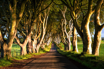 Dark Hedges V. Romantic, majestic, atmospheric, tunnel-like avenue of intertwined beech trees, planted in the 18th-century in Northern Ireland. View down the road through tunnel of trees at sunrise. - 534946801