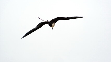 Female magnificent frigatebird (Fregata magnificens) in flight above the beach in Puerto Lopez,...