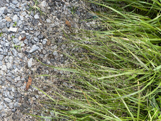 green moss on the ground