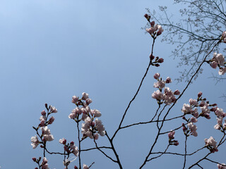 Flowers blooming on branches of a cherry tree against the blue sky