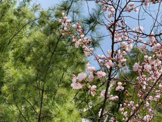 pink cherry blossom in spring
