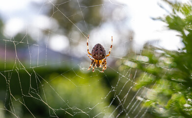 Close up macro shot of a European garden spider, cross spider, Araneus diadematus, sitting in a spider web