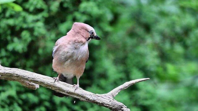 Eurasian Jay sitting on tree branch and jumps down