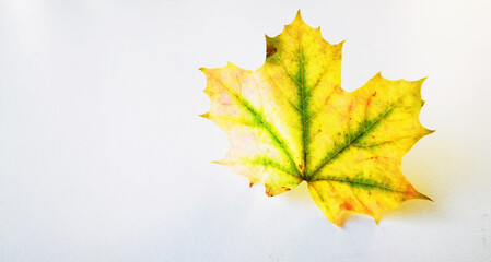 Single pretty colourful autumn leaf on a white background