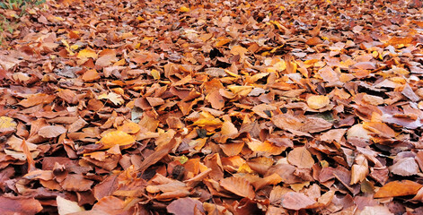 Autumn background photo of layers of dead fallen leaves everywhere on the ground