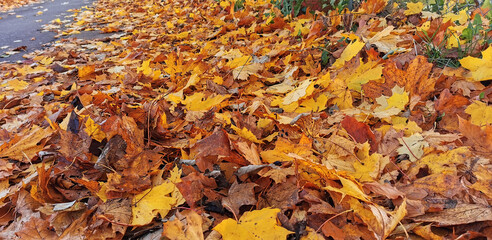 Autumn background photo of layers of dead fallen leaves everywhere on the ground